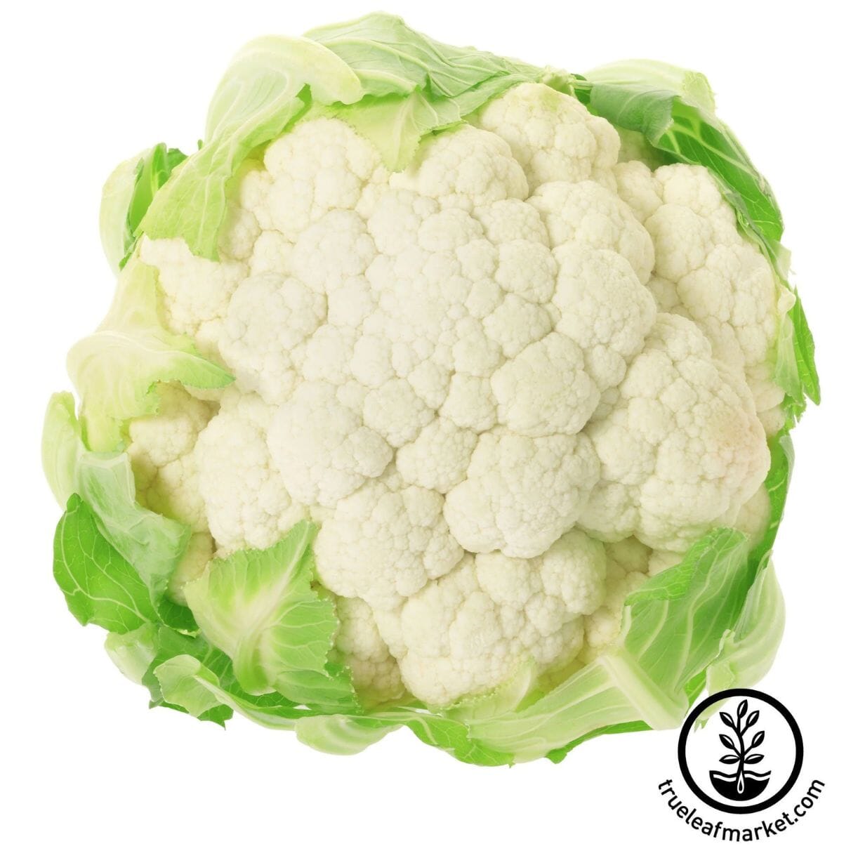 Igloo Cauliflower
