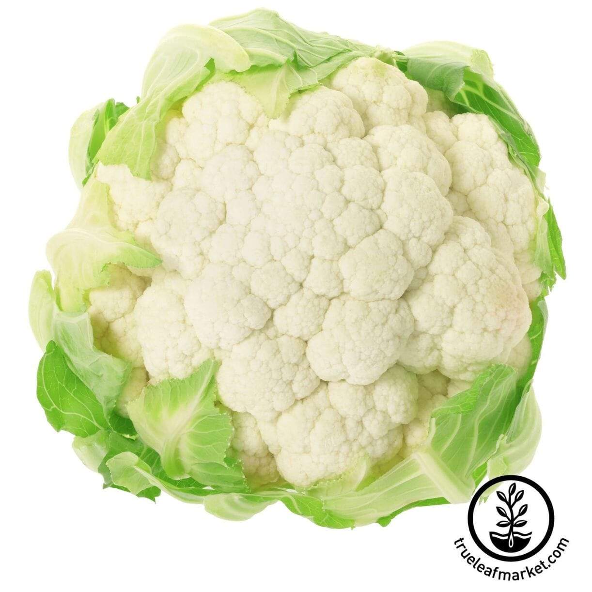 Igloo Cauliflower