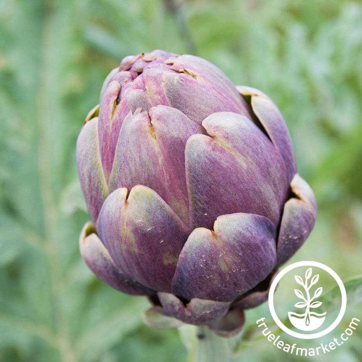 Purple Romagna Artichoke