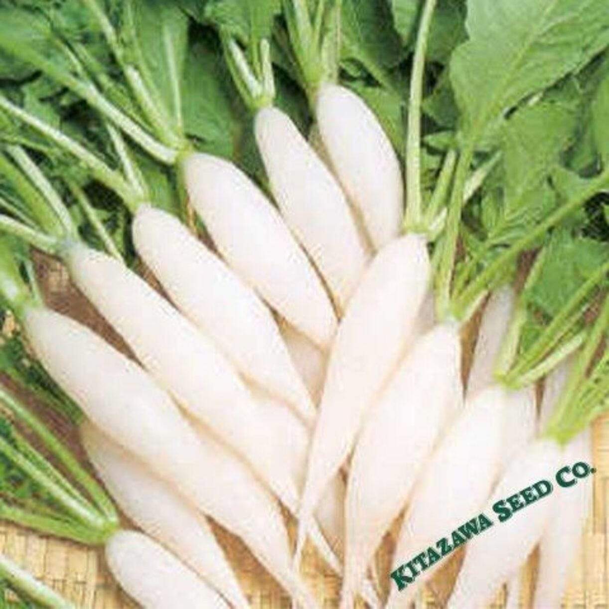 Shirahime Hatsuka Daikon Radish