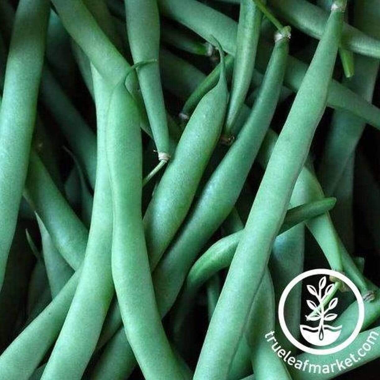 Kentucky Dreamer Bean