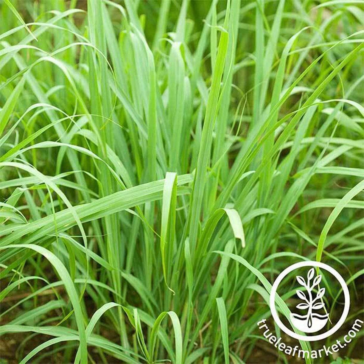 West Indian Lemongrass