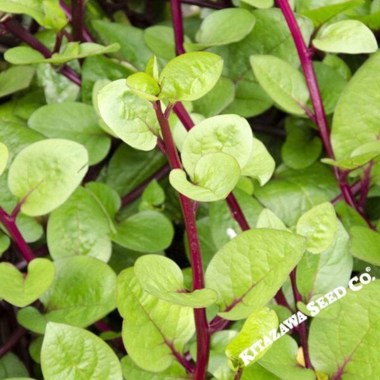 Red Malabar Spinach