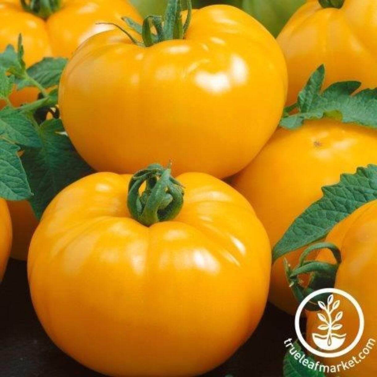 Azoychka Tomato