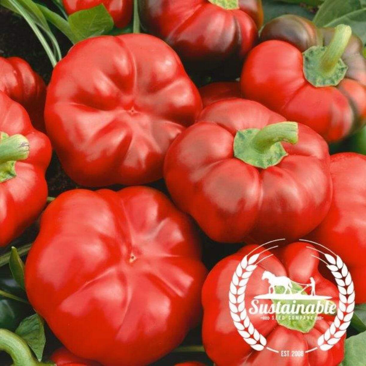 Cheese Red Pepper