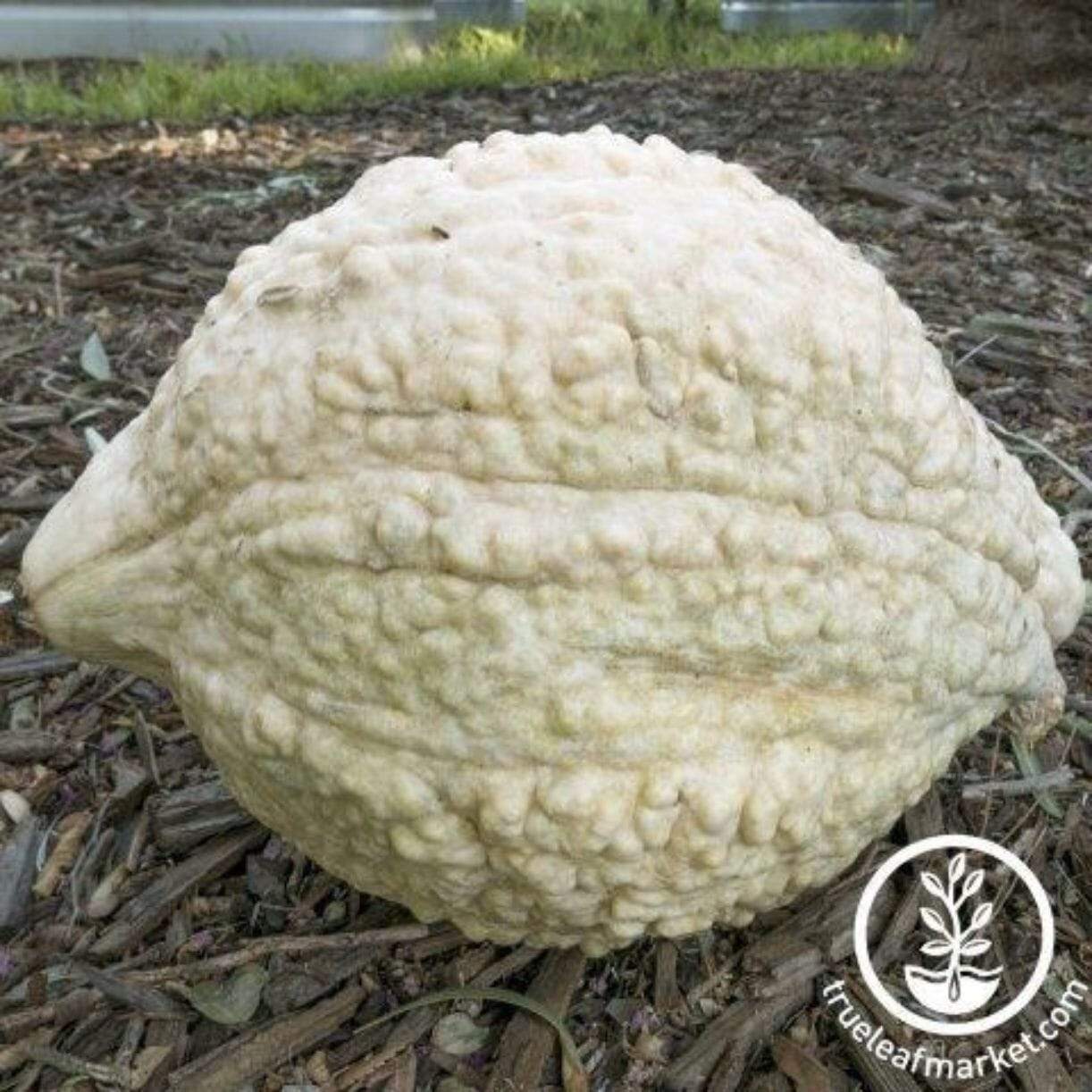 Hubbard White Squash