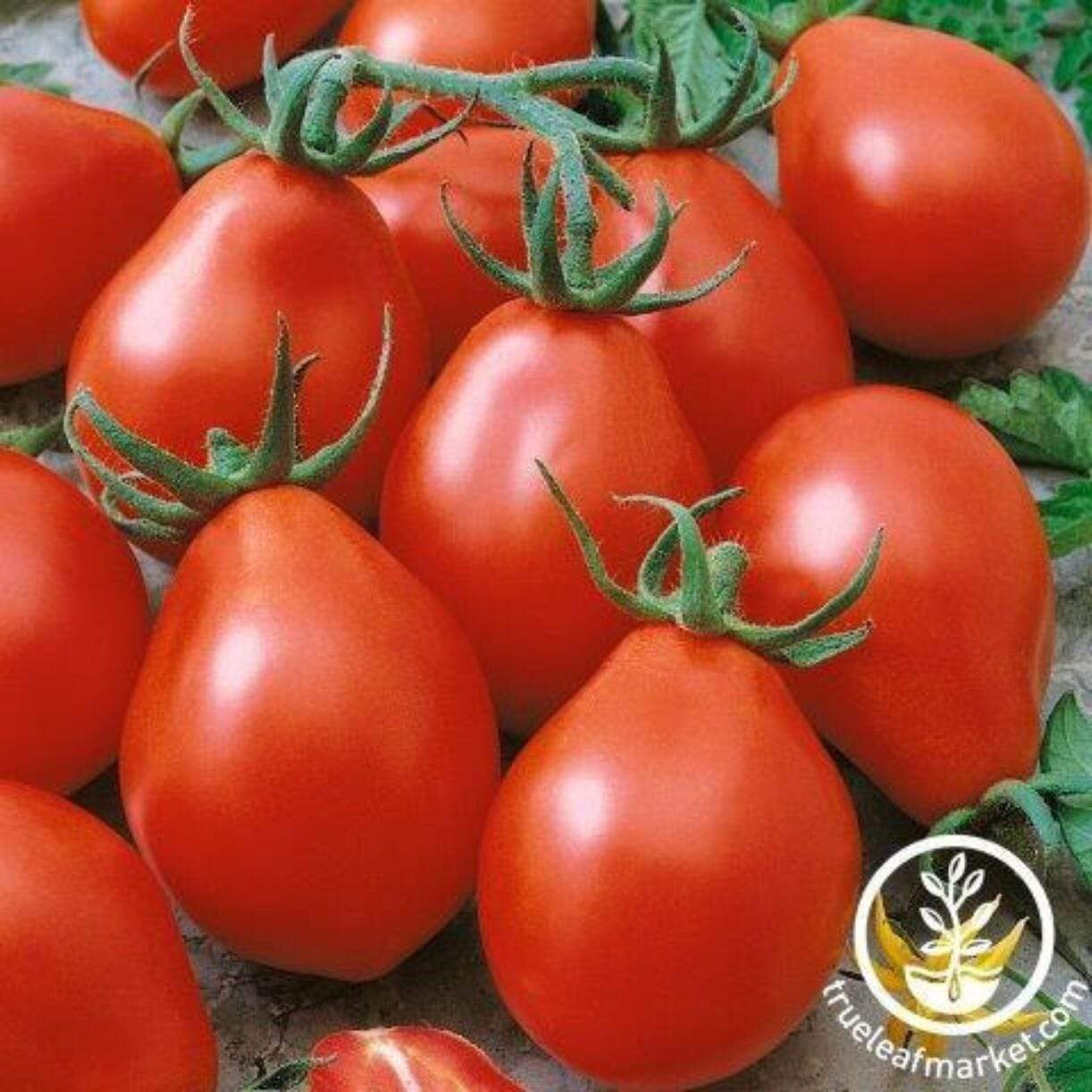 Viva Salsa Tomato