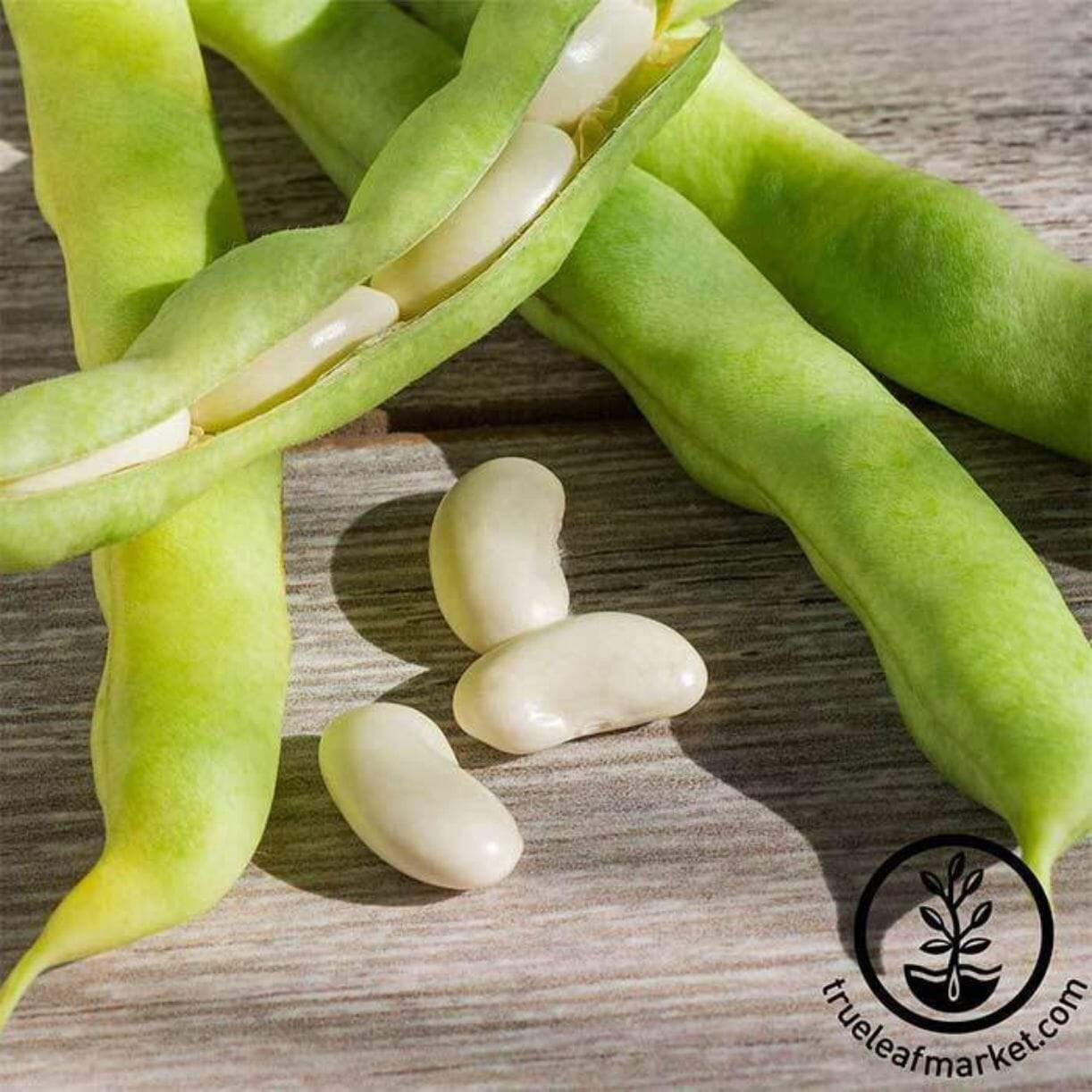 Henderson Lima Bean