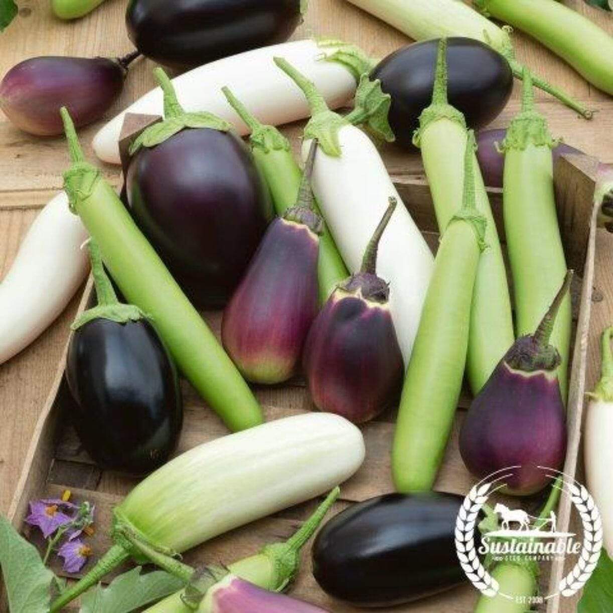 Eggplant