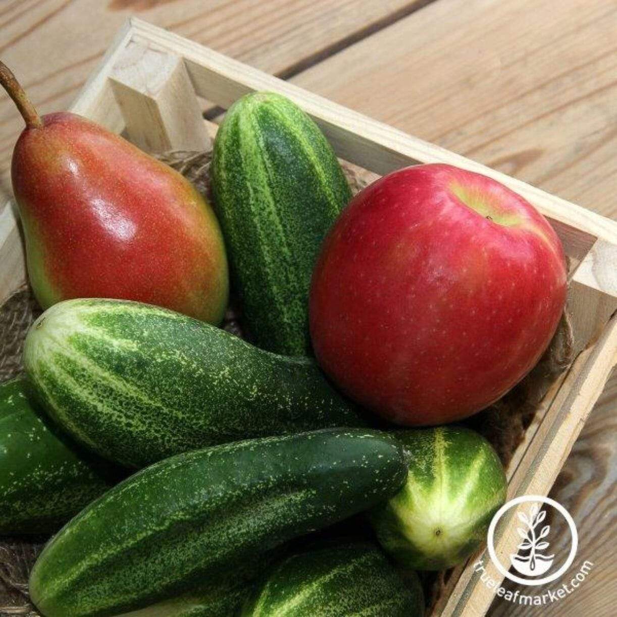 Delikatesse Cucumber