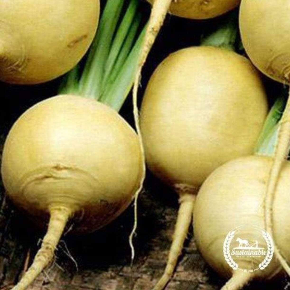 Golden Globe Turnip