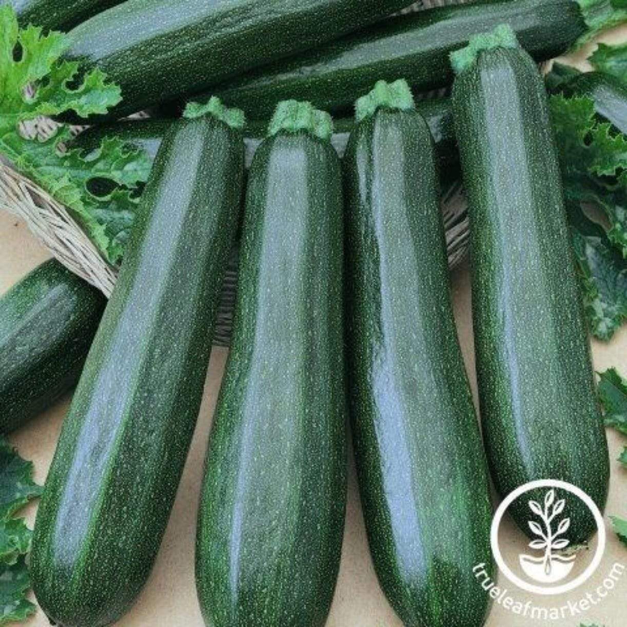 Garden Spineless Zucchini Squash