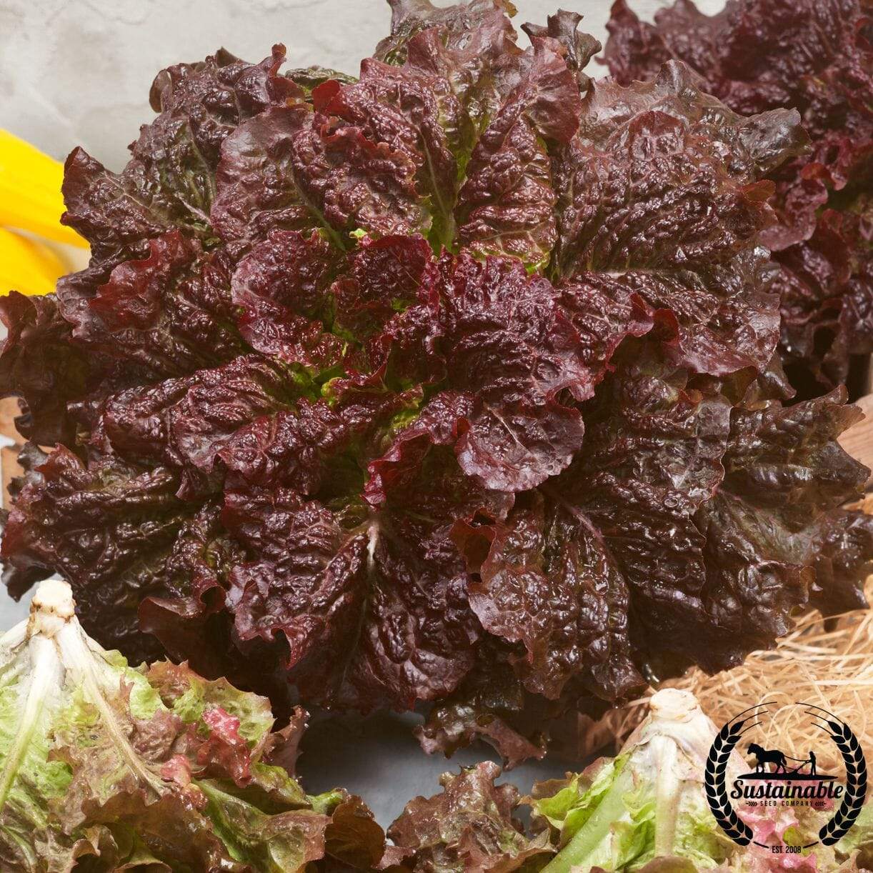 Merlot Lettuce