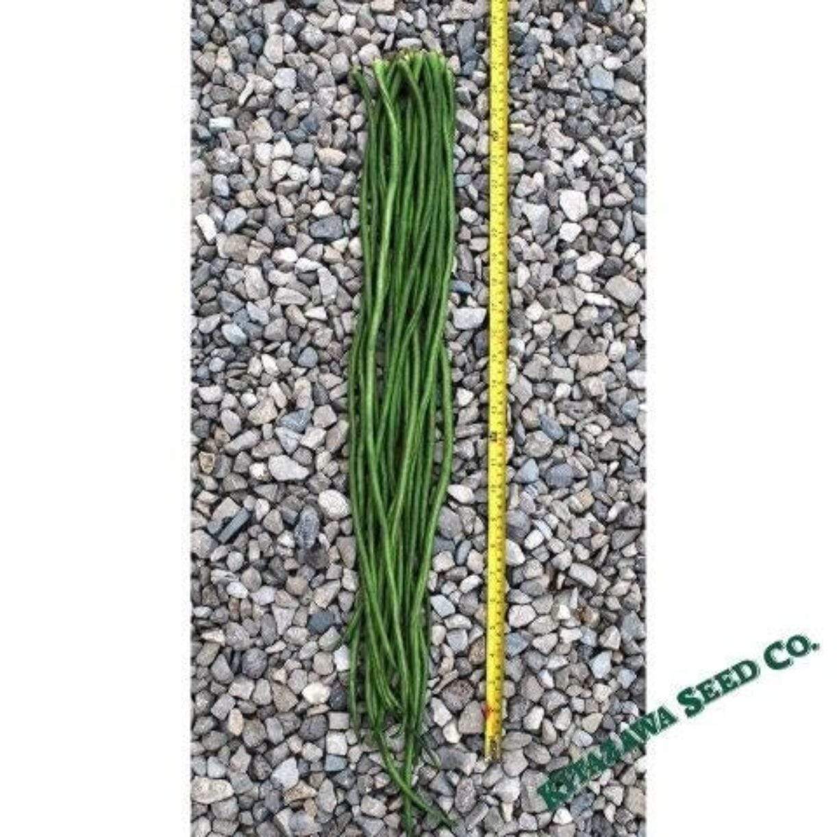 Yu Long Noodle Kin Yard Long Bean