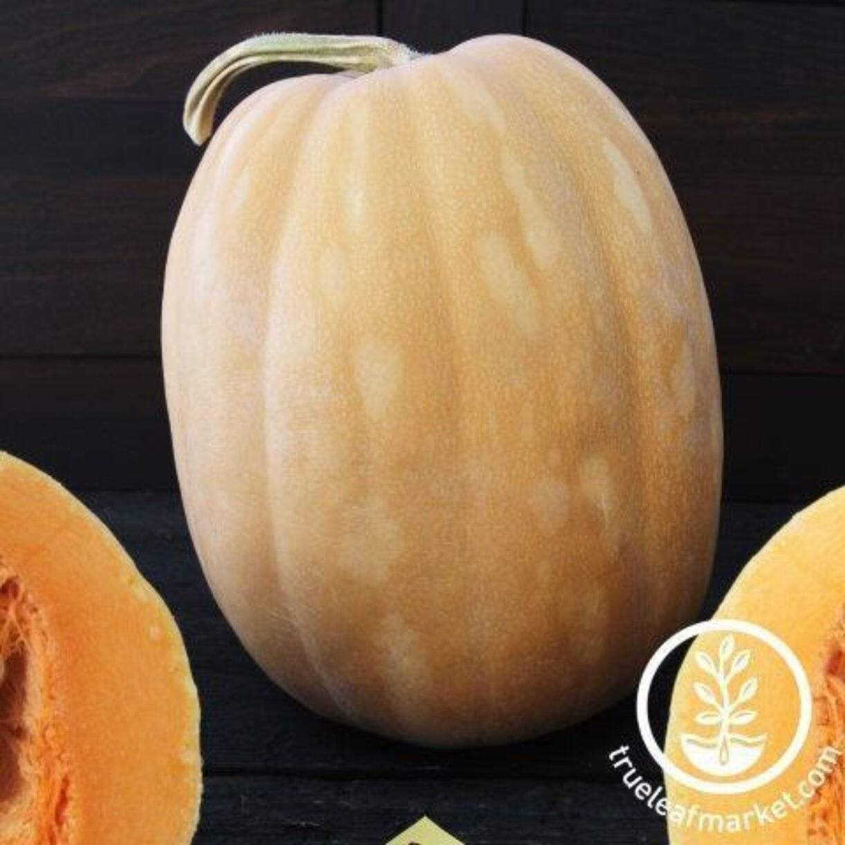 Dickinson Pumpkin