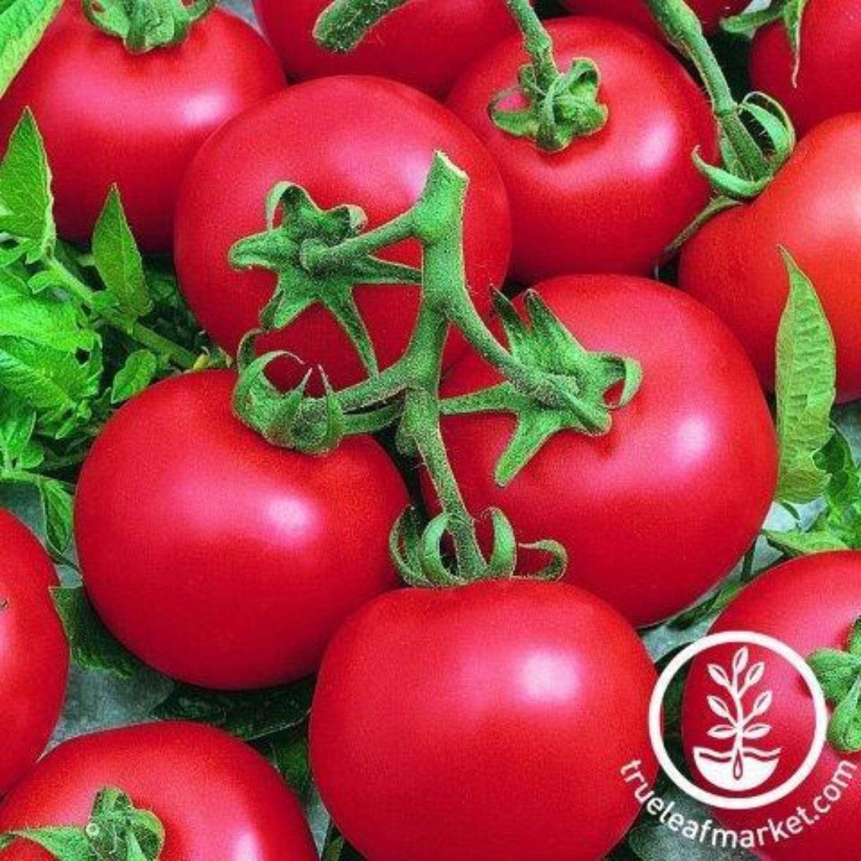 Best Boy Bush Tomato