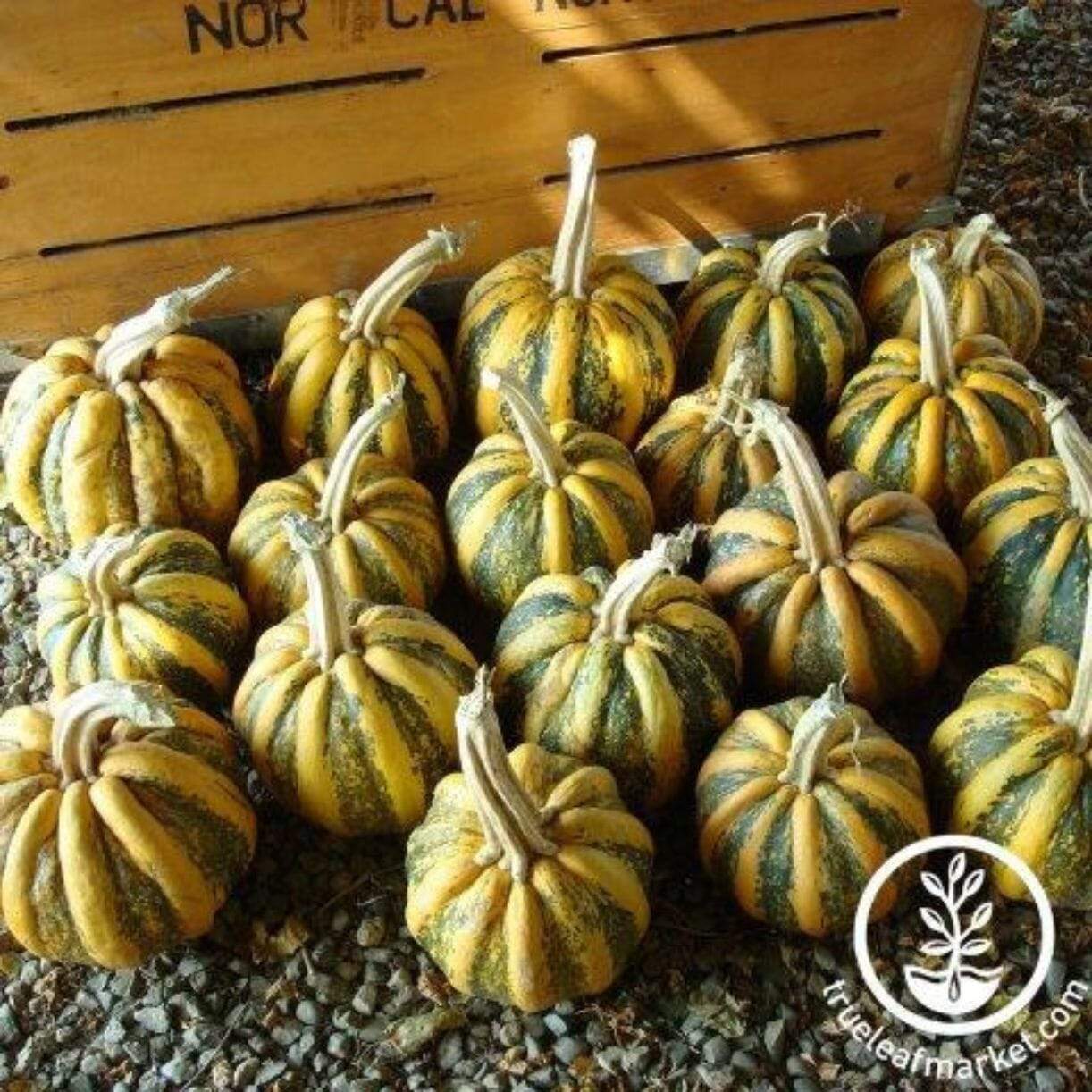 American Tondo Squash