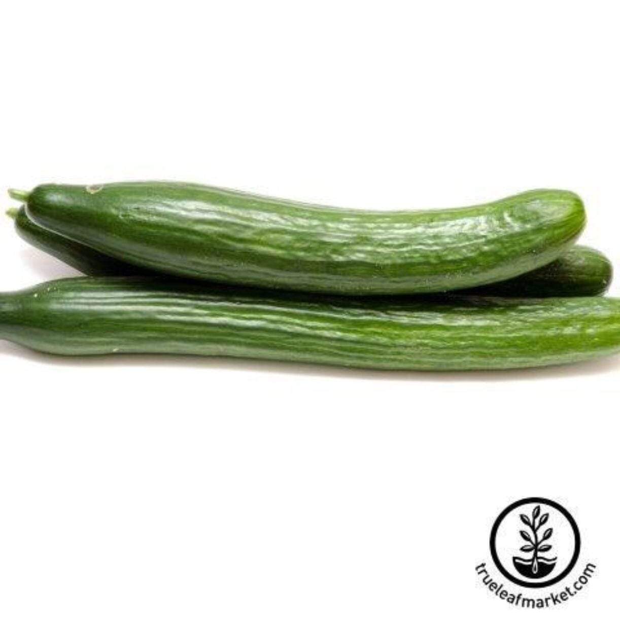 Early Spring Burpless Cucumber