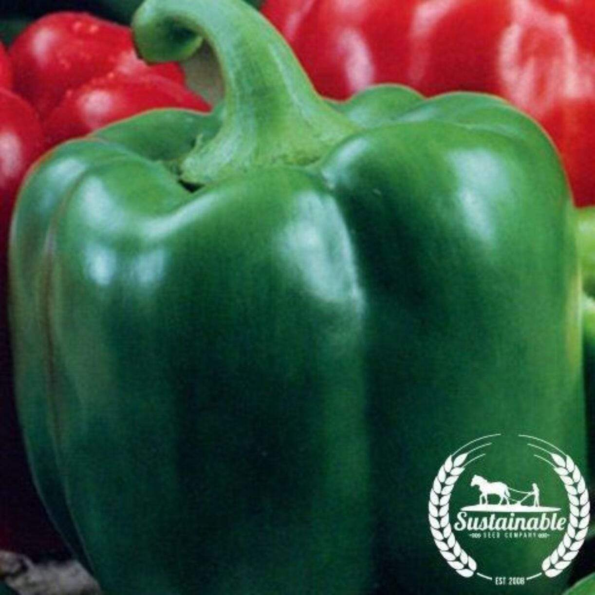 Chinese Giant Pepper