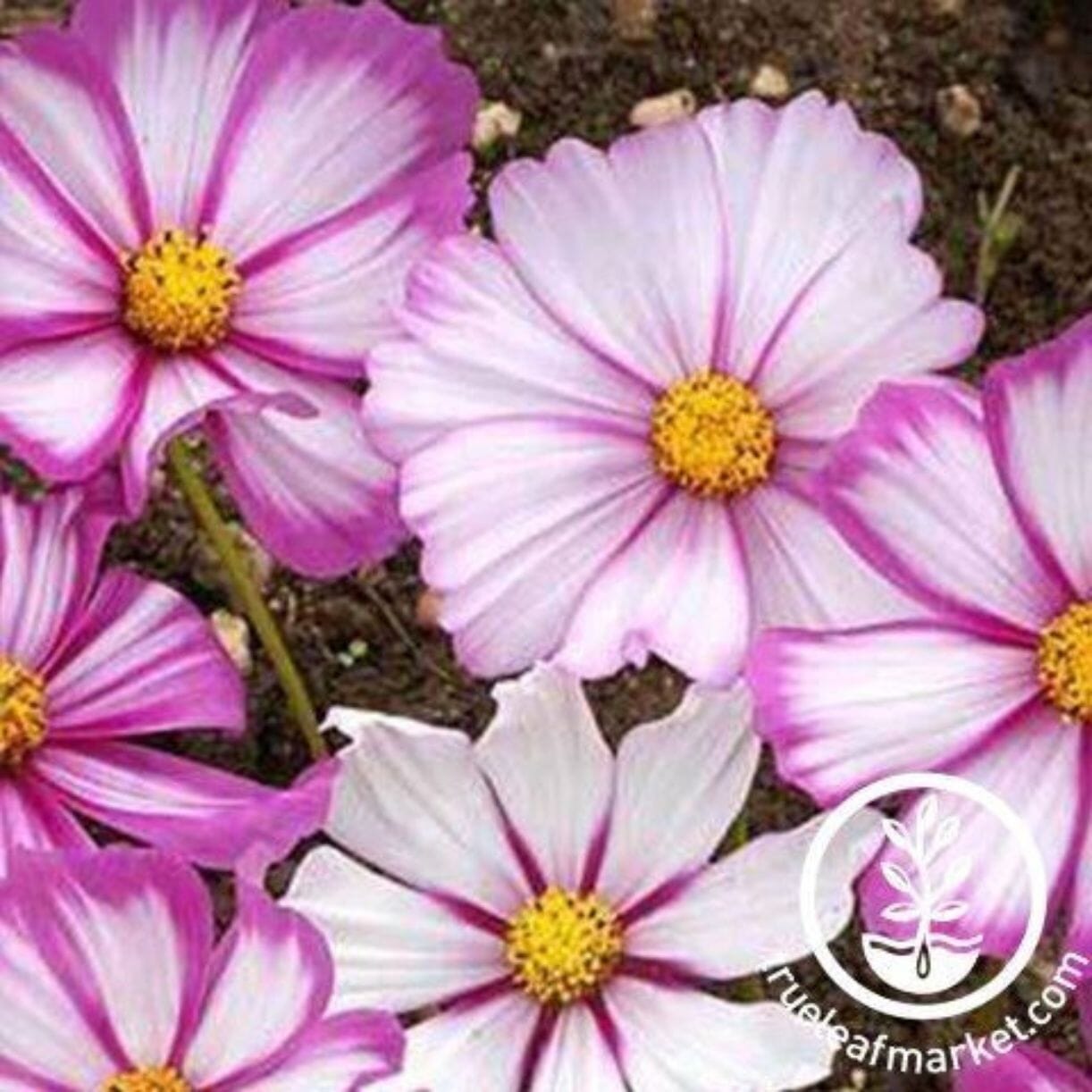 Candystripe Cosmos