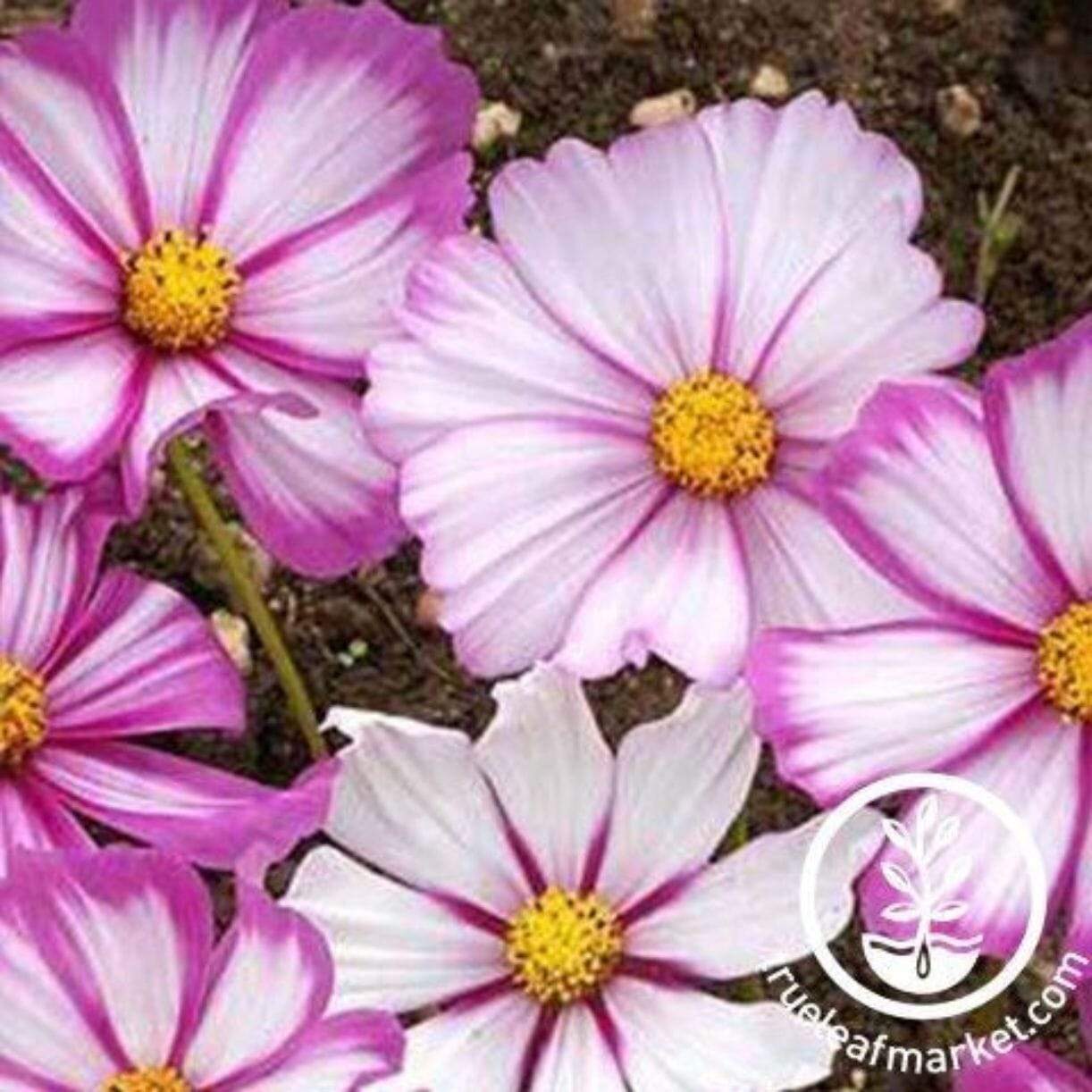 Candystripe Cosmos