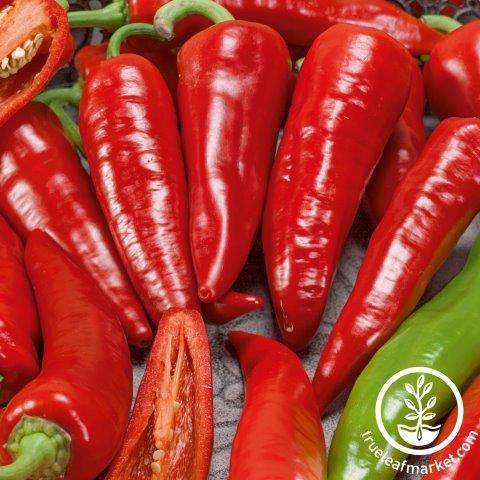 Mama Mia Rosso Pepper
