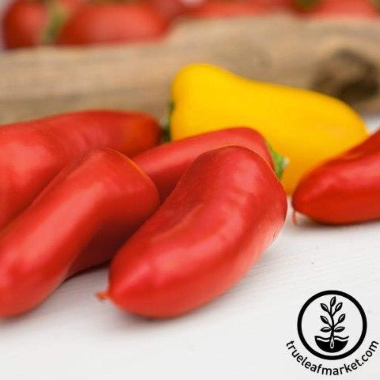 Enchantment Pepper