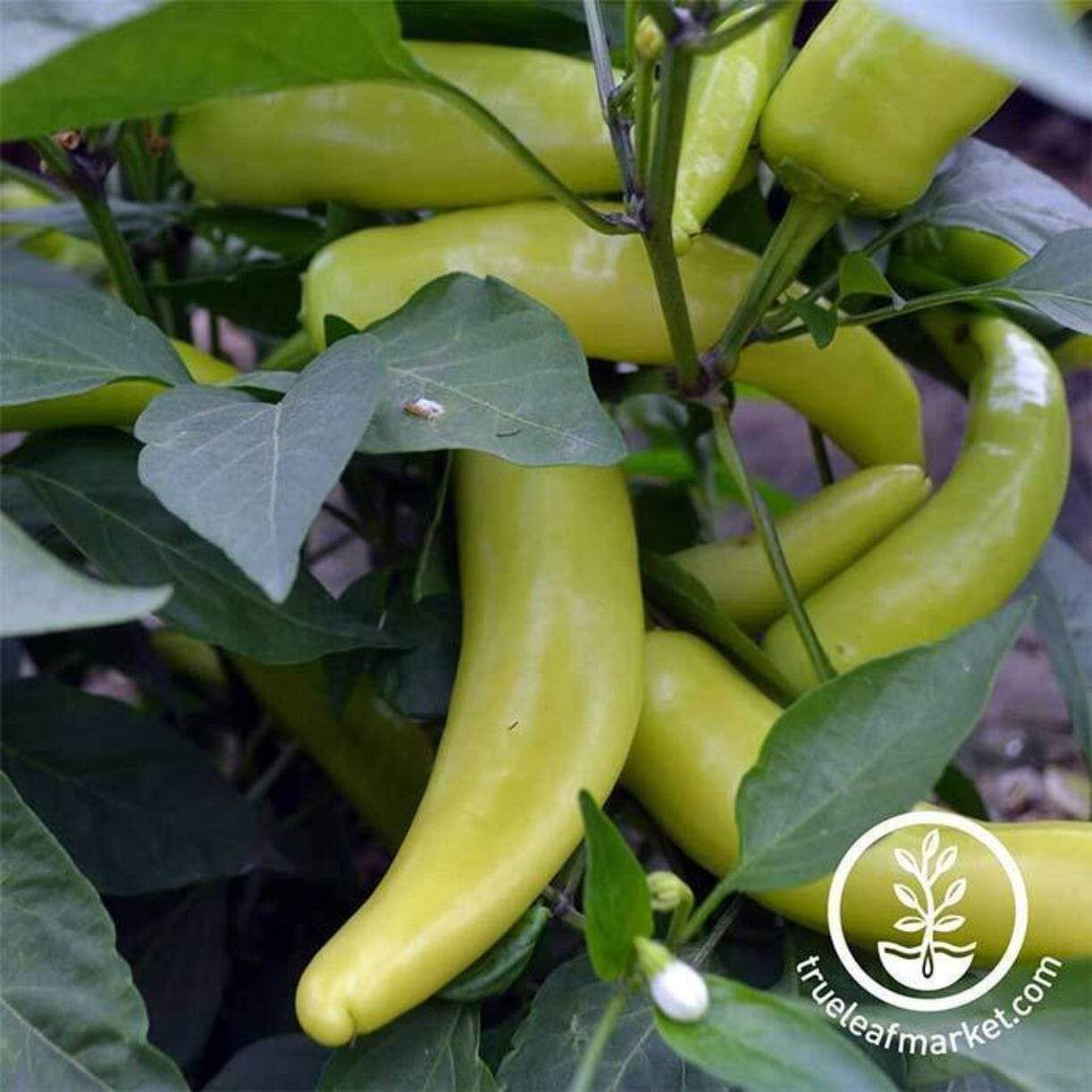Hungarian Yellow Wax Pepper