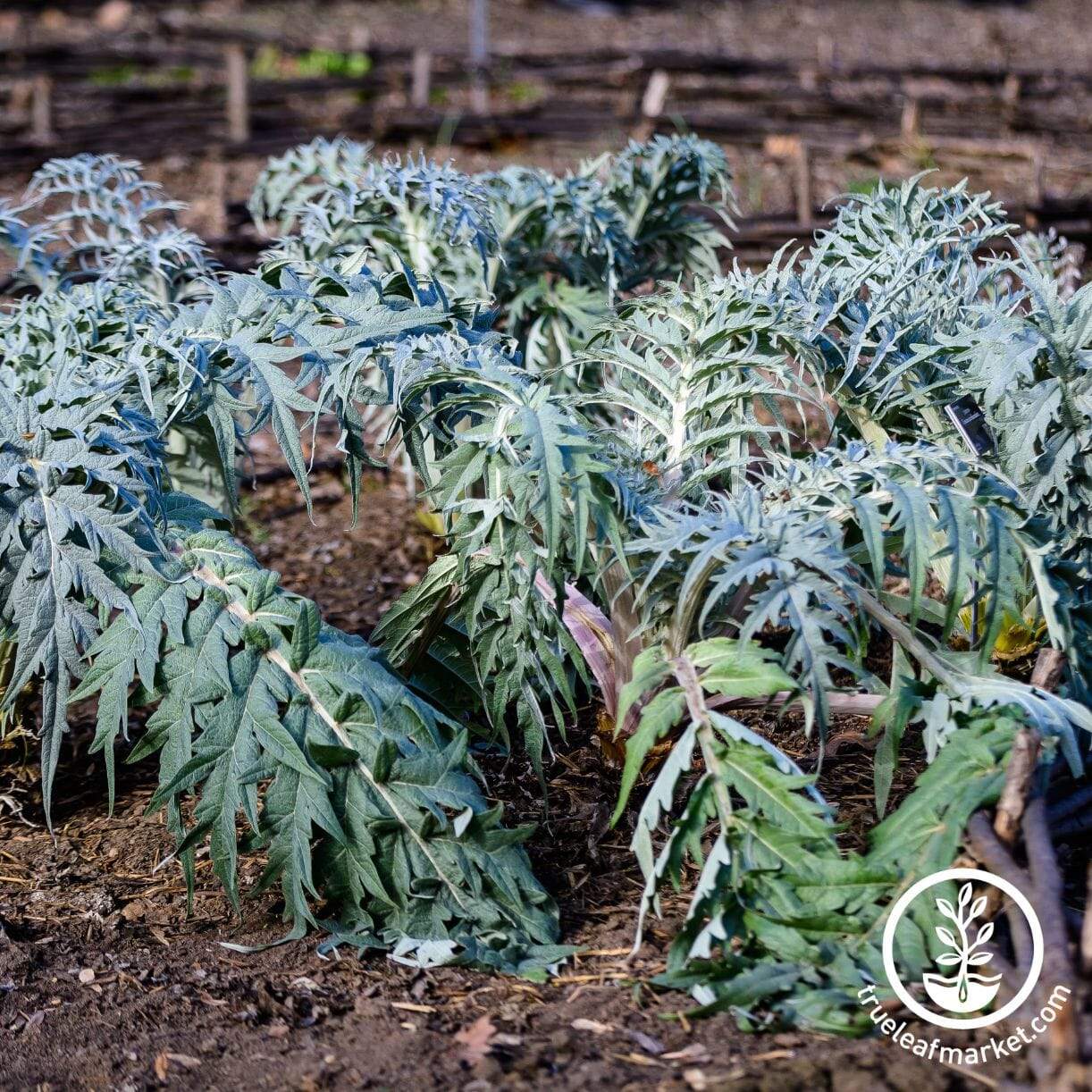 Cardoon