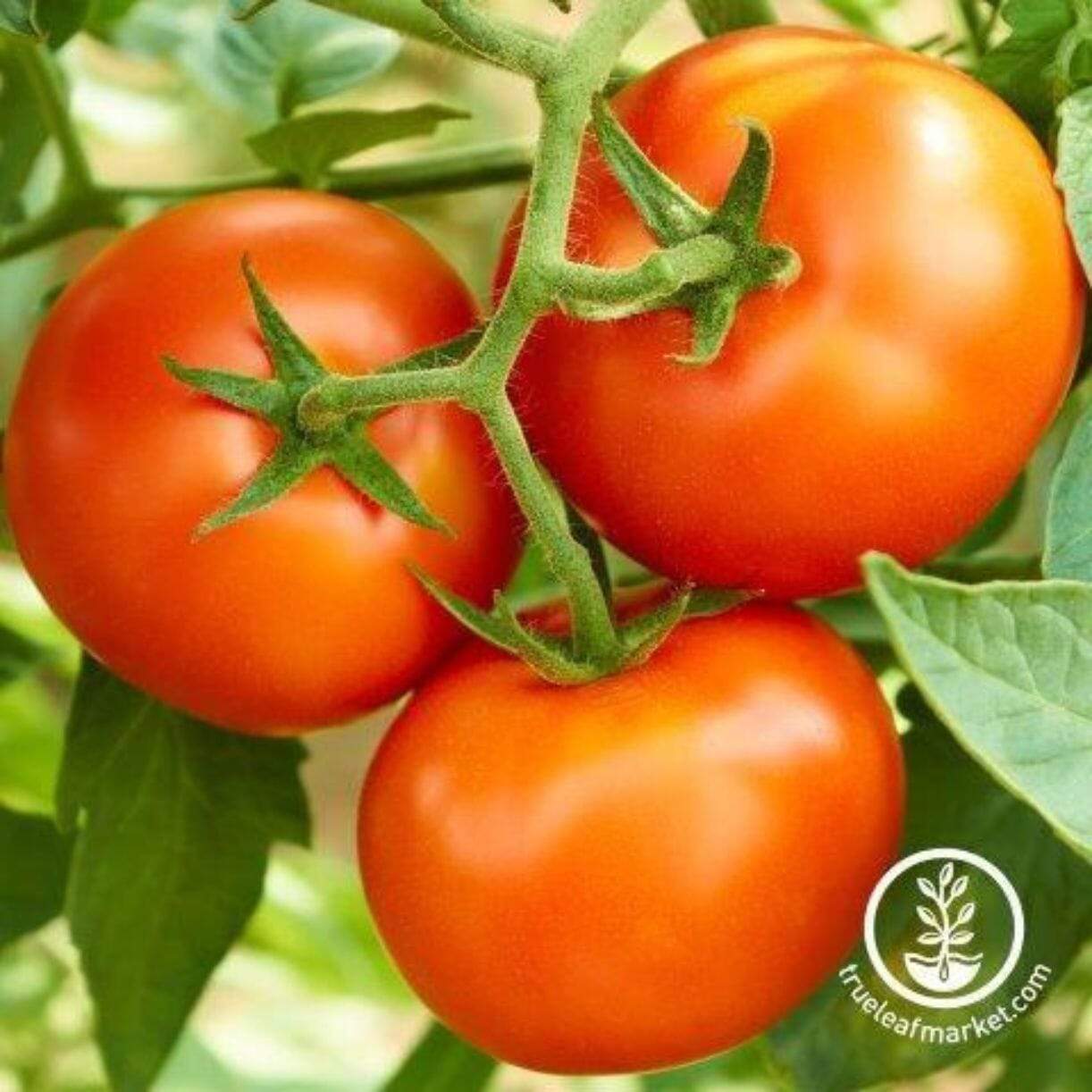 Creole Tomato