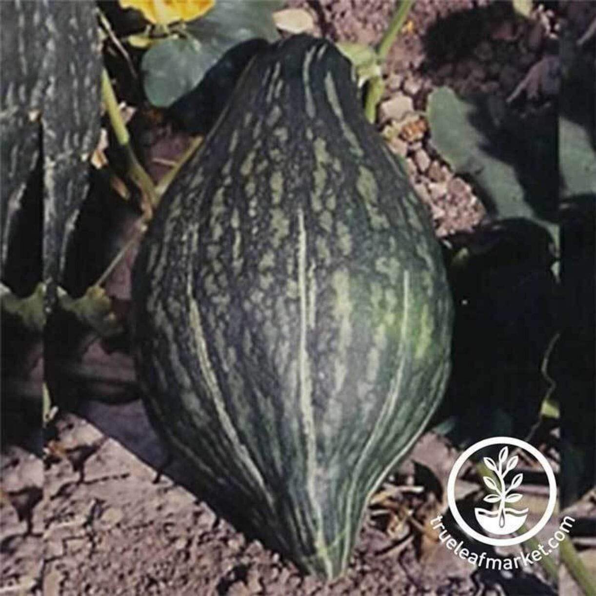 Green Hubbard Squash
