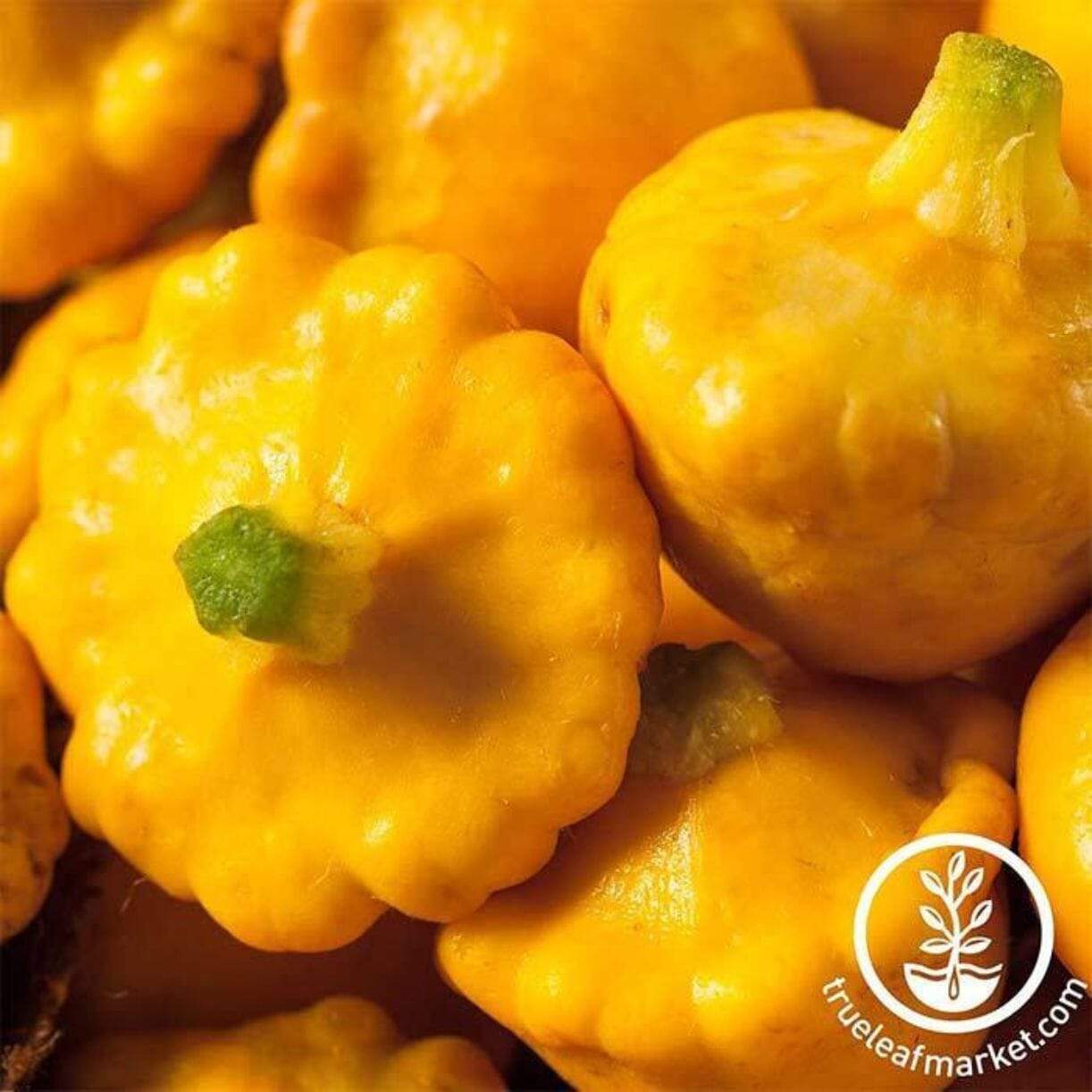 Sunburst Squash