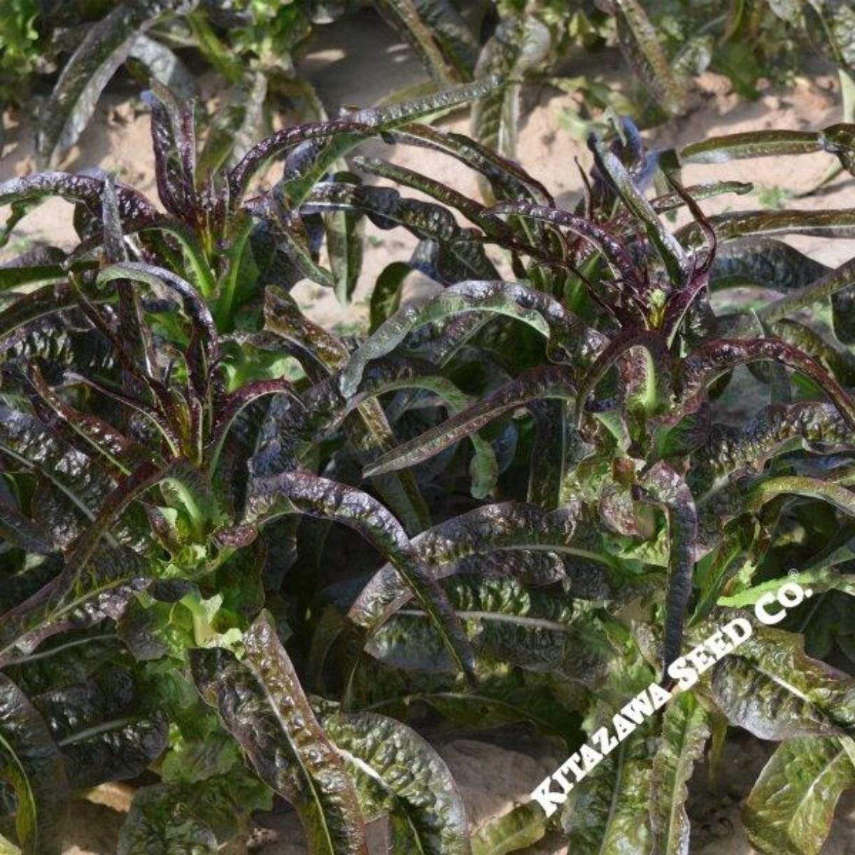 Purple Sword Celtuce Lettuce