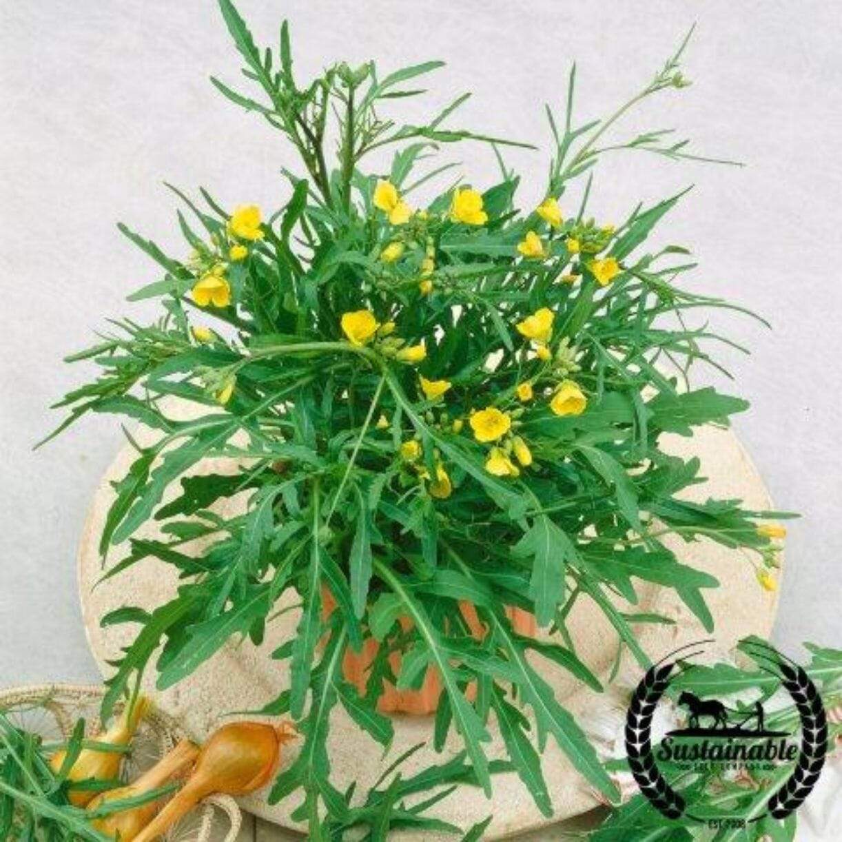 Wild Arugula