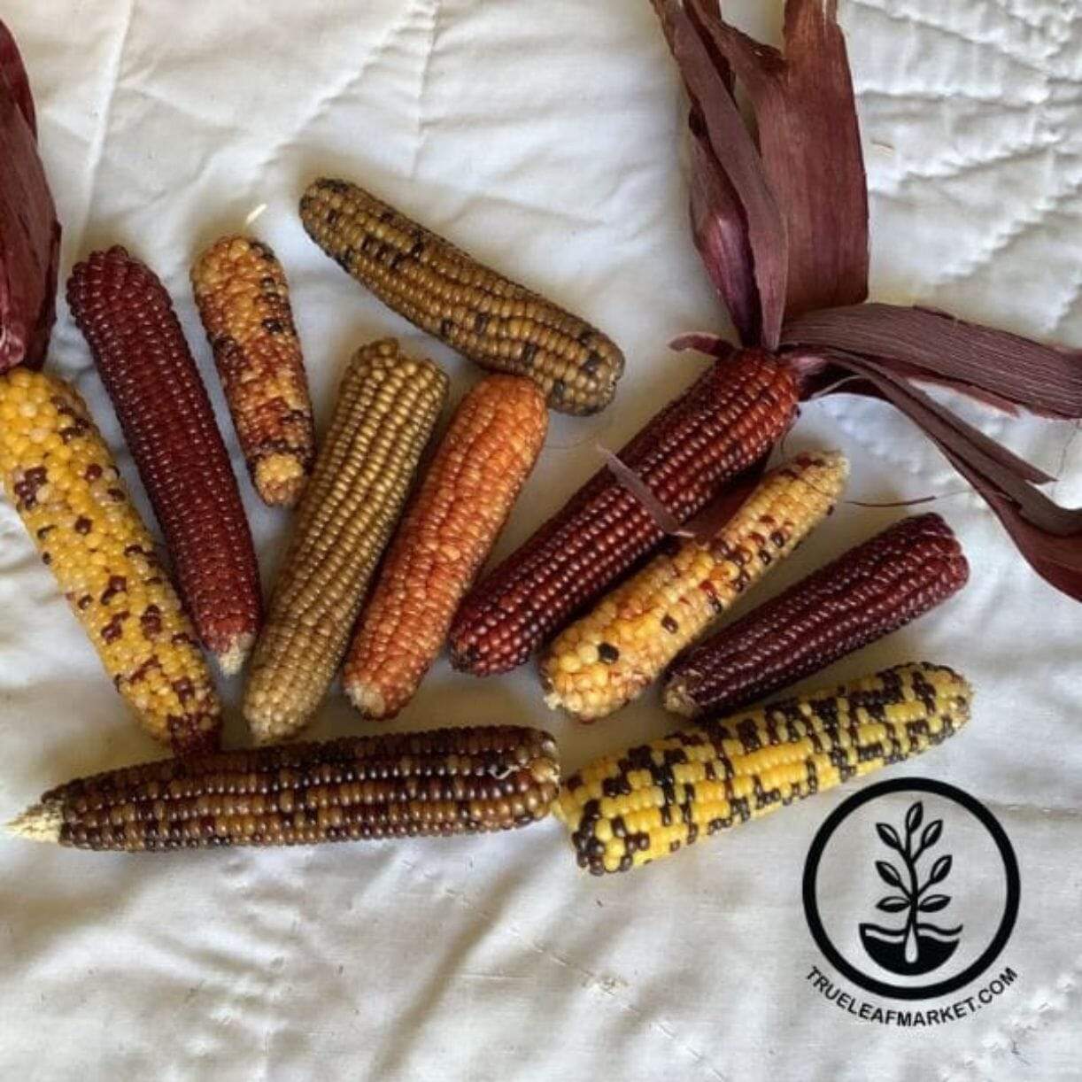 Miniature Colored Corn
