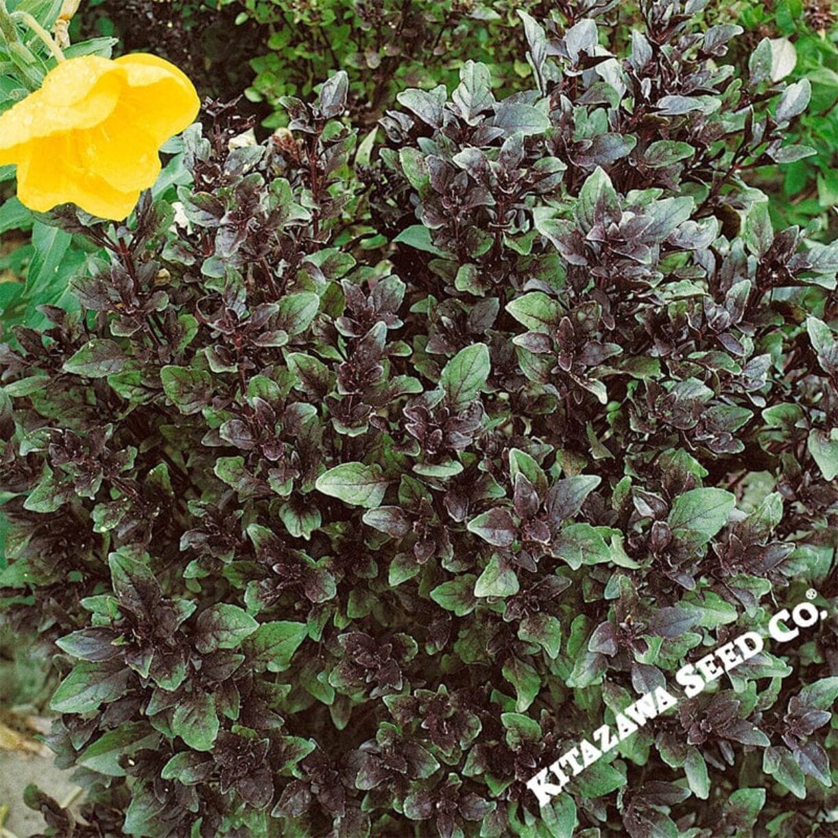Corsican Mint