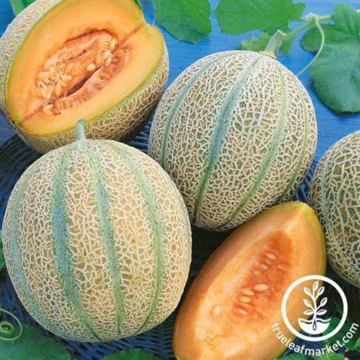 Delightful Melon
