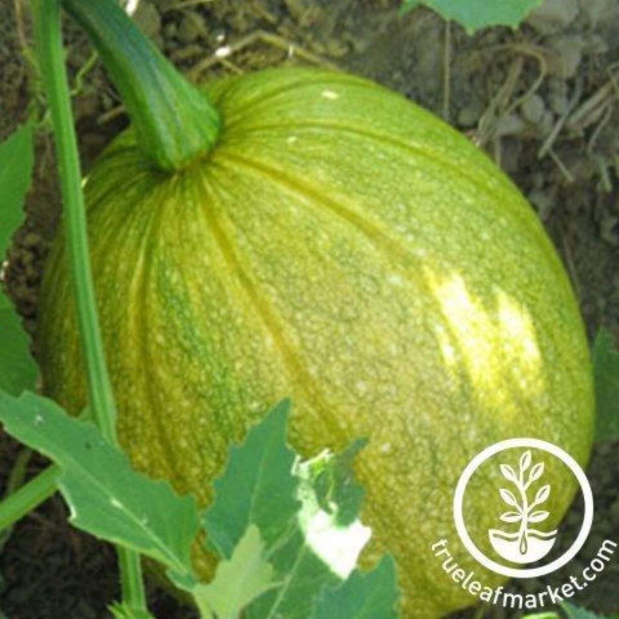 Tatume Squash