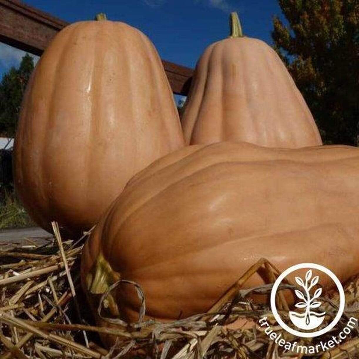 Kentucky Field Pumpkin