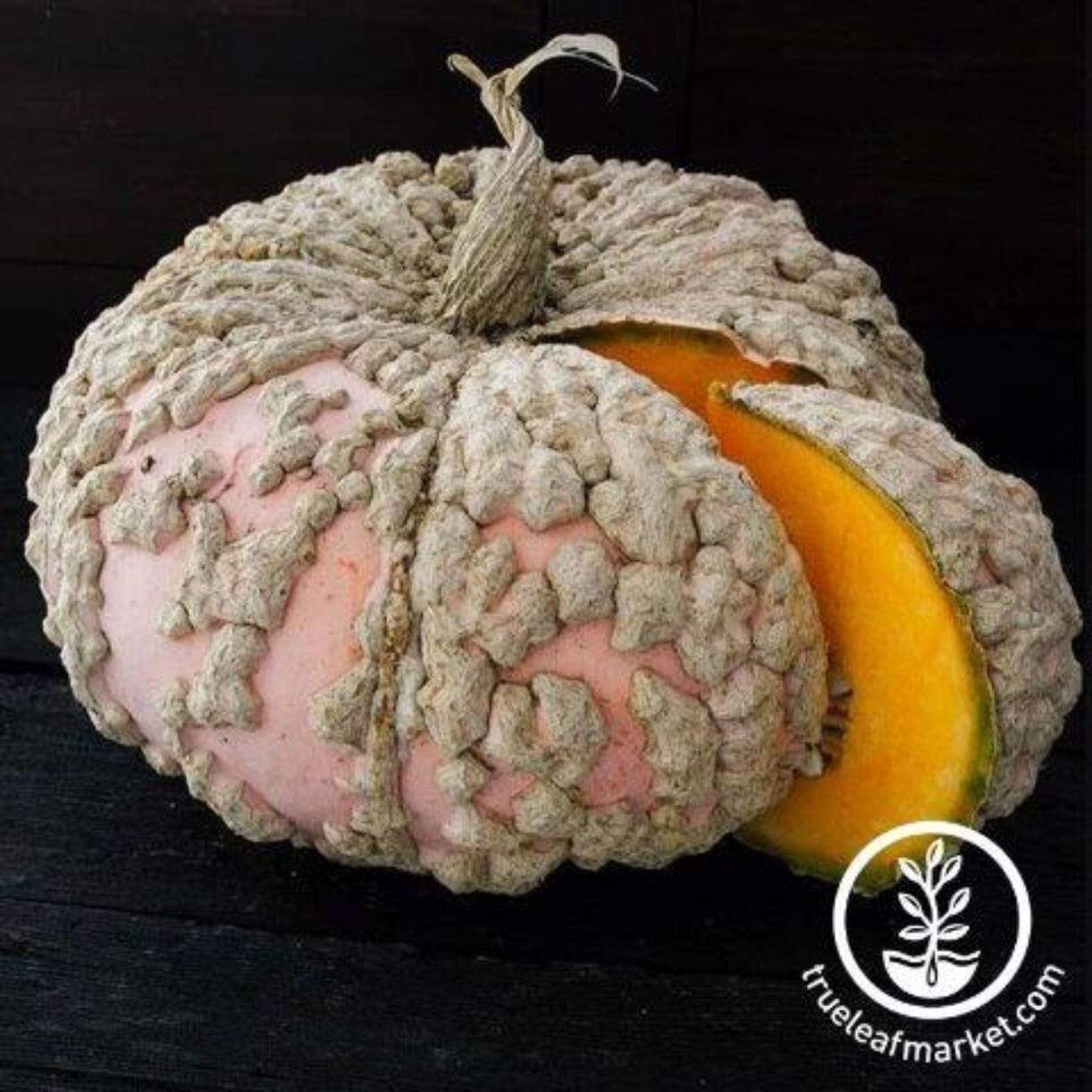 Galeaux D'eysines Pumpkin