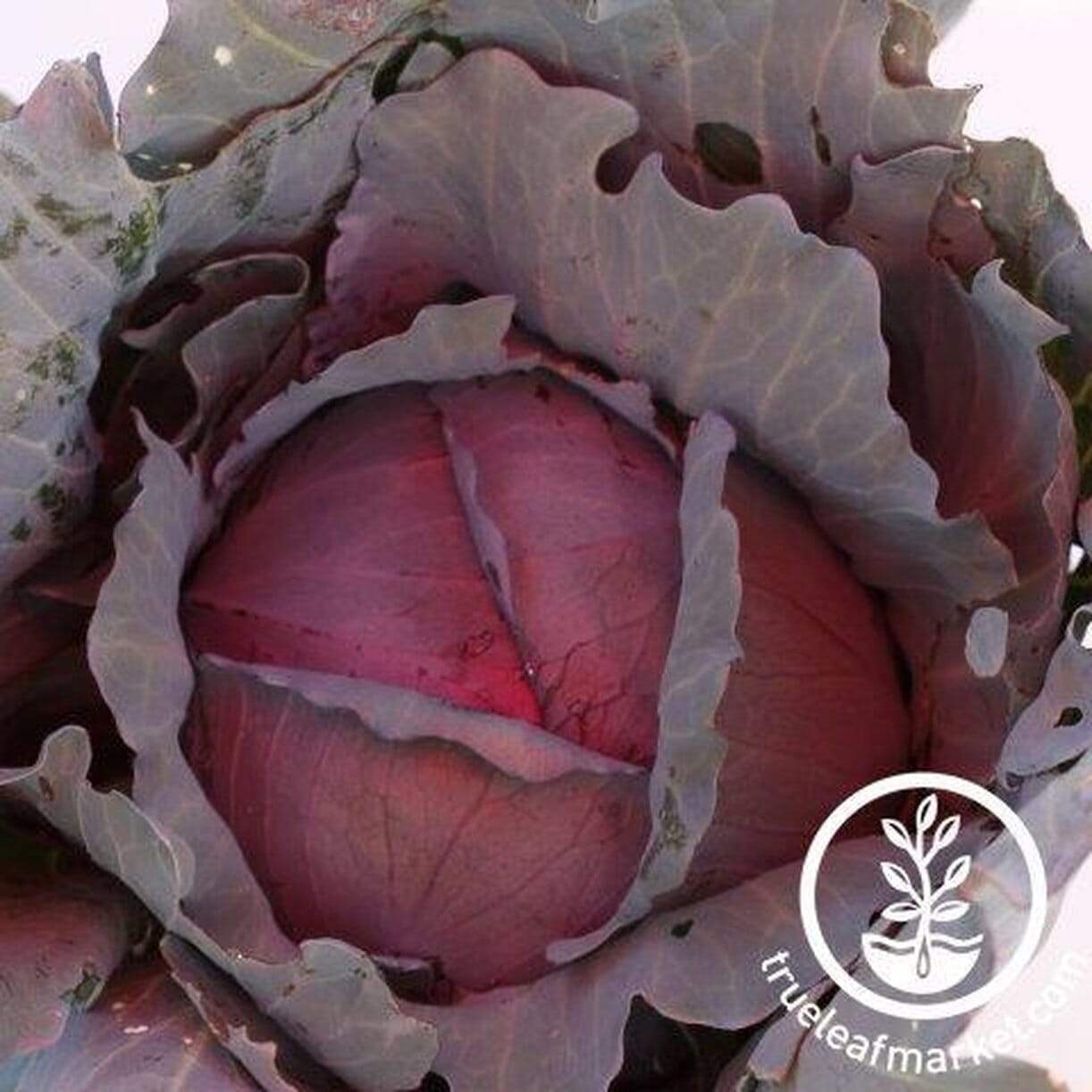 Red Express Cabbage