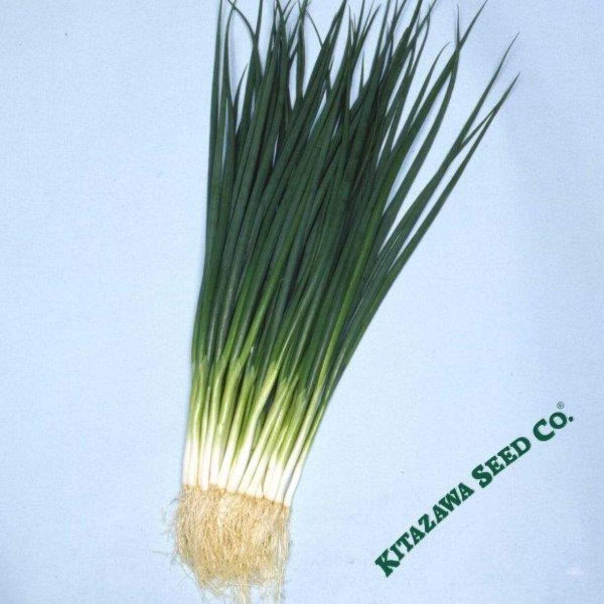 Kyoto Kujo Negi Onion