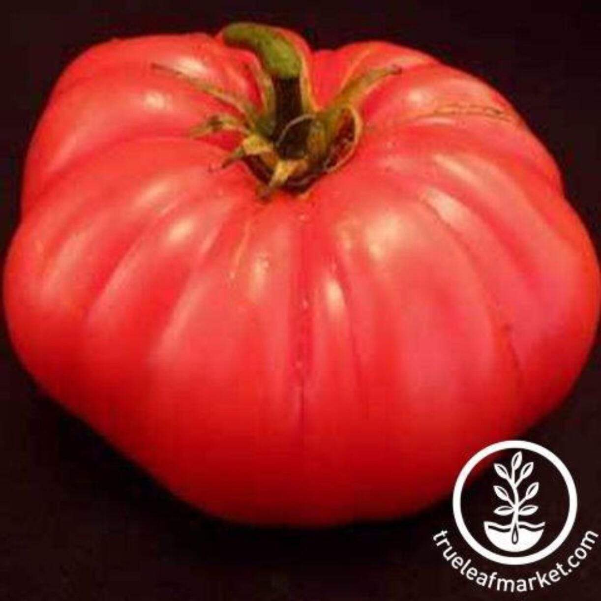 Coustralee Tomato