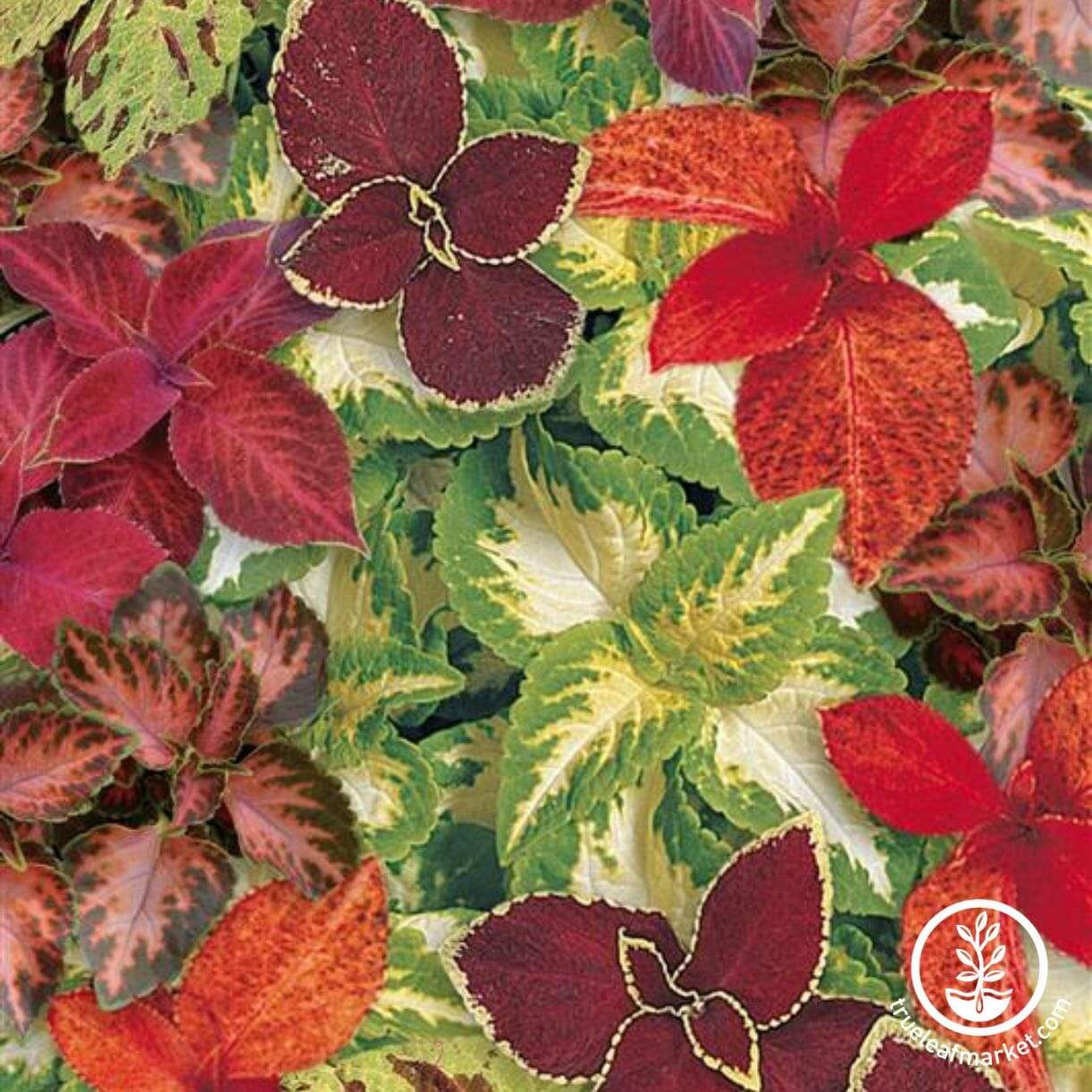 Wizard Series Coleus