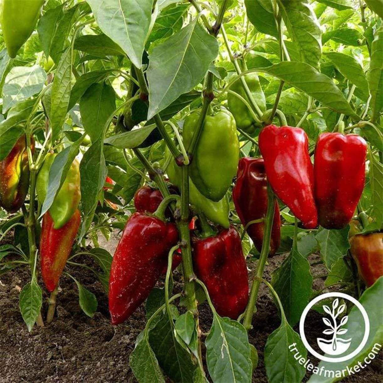 Carmen Pepper