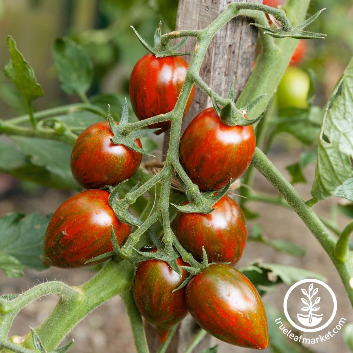 Brad's Atomic Grape Tomato