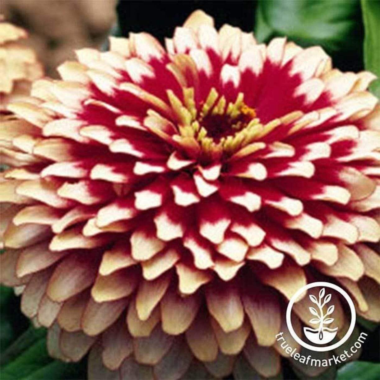 Swizzle Series Zinnia