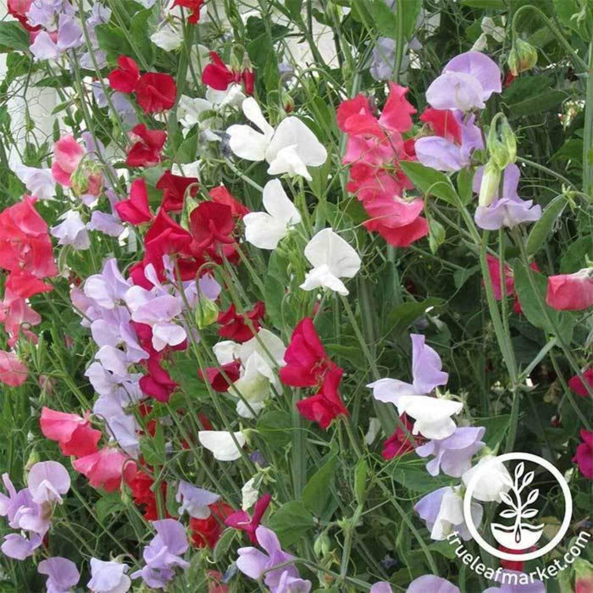 Everlasting Sweet Pea