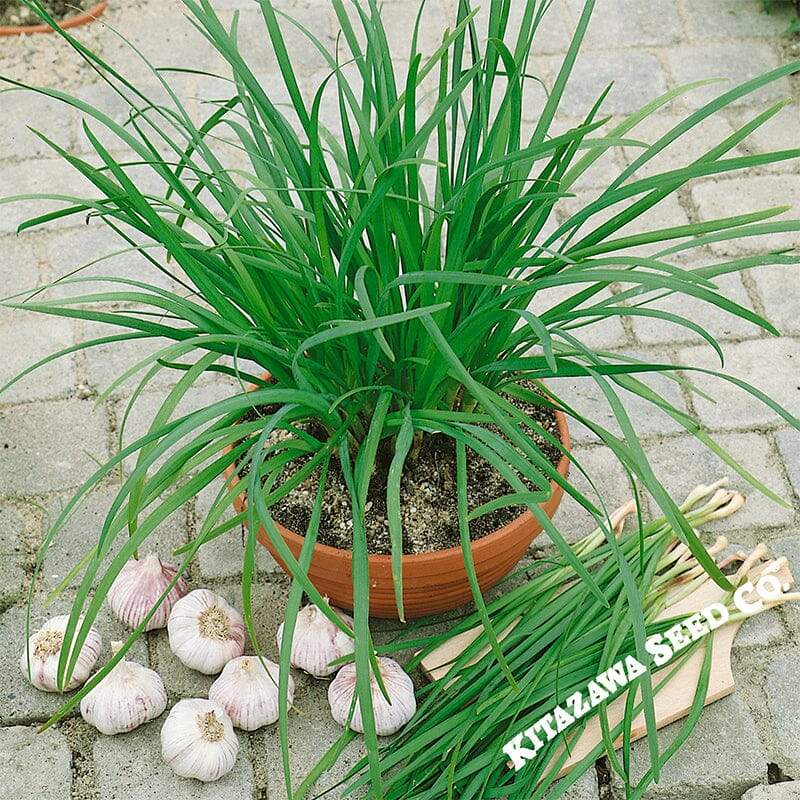 Geisha Garlic Chives