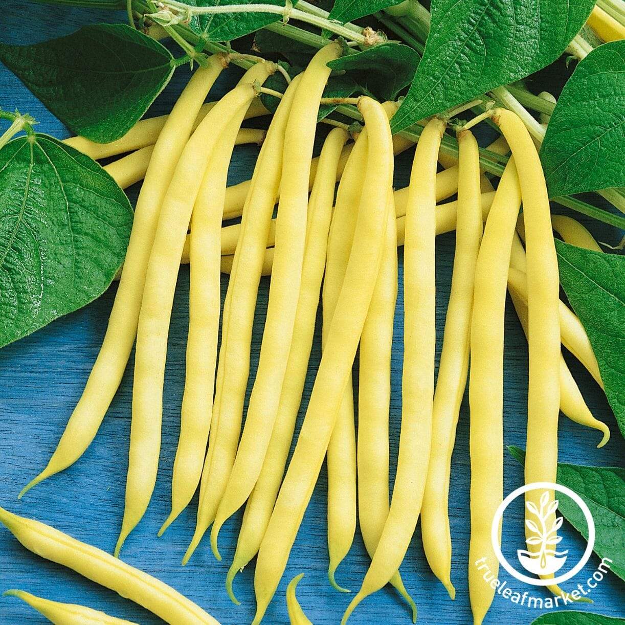 French Garden Yellow Fillet Bean